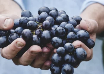 9 Ways to Gain the Health Benefits of Grapes