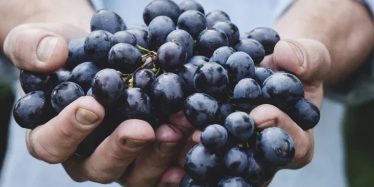 9 Ways to Gain the Health Benefits of Grapes