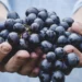9 Ways to Gain the Health Benefits of Grapes